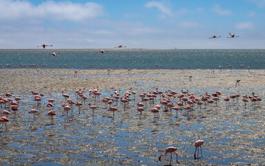 Exposure of a flamingo flock in the salt pans of Walvis Bay, Namibia, Africa