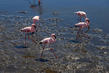 Exposure of a flamingo flock in the salt pans of Walvis Bay, Namibia, Africa