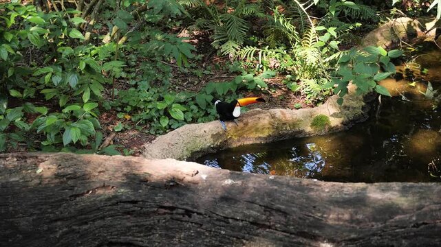 Exotic toucan bird in natural setting near Iguazu Falls in Foz do Iguacu, Brazil. Drinking colorfull tucan parrot. High quality 4k footage