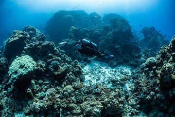 Diving in the Red Sea exploring coral reefs and marine life