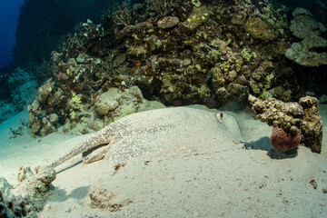 Stingray resting on the sandy bottom of the Red Sea