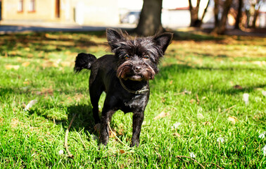 Black Yorkshire Terrier dog stands against a background of blurred trees. The dog has a collar. The dog looks straight ahead intently. City. The photo is horizontal and blurred