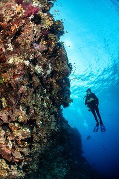 Scuba diving near coral reef in Red Sea brings colorful marine life