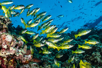 John's snapper Lutjanus johnii swimming in the Red Sea coral reef