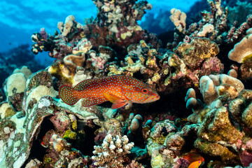 Jewel grouper swimming among coral reefs in the Red Sea
