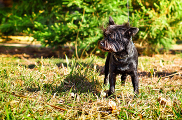 Black Yorkshire Terrier dog stands against a background of blurred trees. The dog has a collar. The dog looks attentively to the side. City. Horizontal and blurred photo