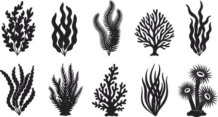 Collection of various seaweed and coral illustrations © PIXAVIVE