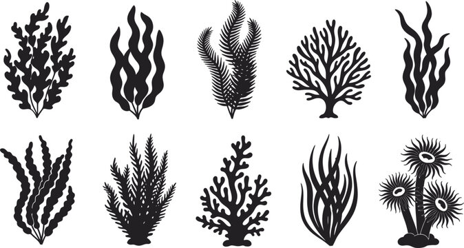 Collection of various seaweed and coral illustrations