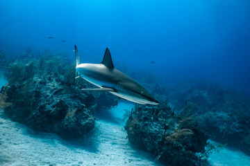 Fototapeta premium Exploring marine life in the clear waters of the Bahamas