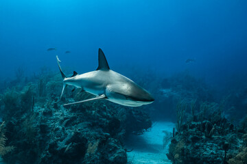 Fototapeta premium Shark swimming in clear waters of the Bahamas during the daytime