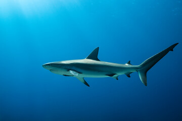 Fototapeta premium Caribbean reef shark swims gracefully in the clear waters of the Bahamas