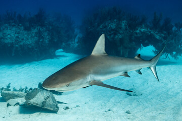 Fototapeta premium Exploring a wreck with a Caribbean reef shark in the Bahamas