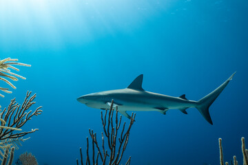 Fototapeta premium Shark swimming near coral in the clear waters of the Bahamas