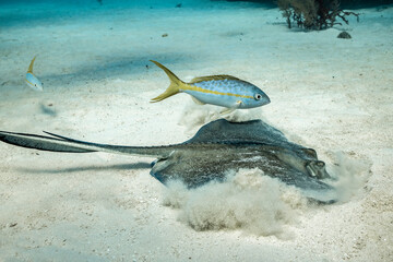 Colorful fish swim near stingray in Bahamian waters during daylight