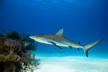Caribbean reef shark swims near a wreck site in the Bahamas