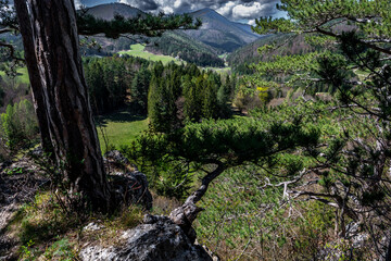 Rural Summer Landscape With Forest, Mountains And Green Pastures In Austria