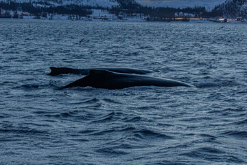 Fototapeta premium Buckelwal mit Fluke im Altafjord vor verschneiter norwegischer Landschaft