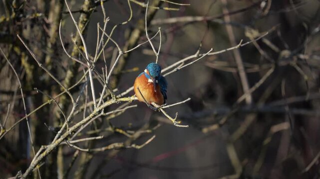 Kingfisher sitting on a branch
