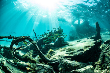 Exploring the SS Sapona wreck in the Bahamas with marine life