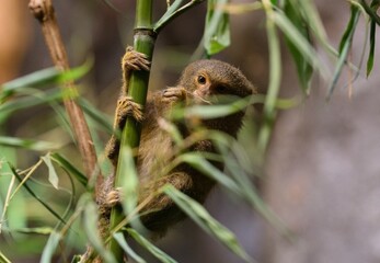 Western pygmy marmoset