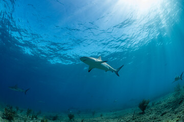 Obraz premium Caribbean reef shark swimming in the clear waters of the Bahamas