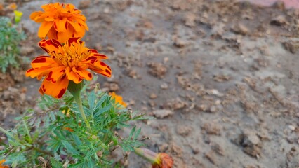 Pair of Vibrant Orange Marigold Flowers Blooming in Garden Soil
