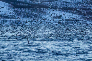 Fjord in verschneitem Norwegen mit M&ouml;wen und Orcas beim Fischfang