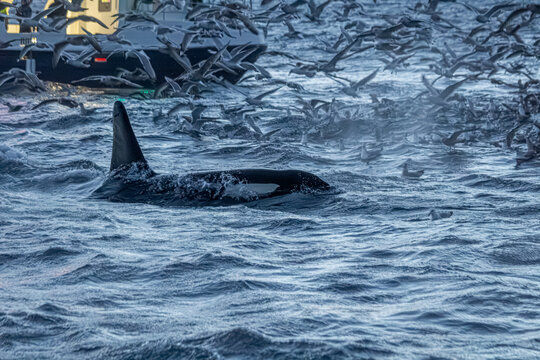 Fjord in verschneitem Norwegen mit M&ouml;wen und Orcas beim Fischfang