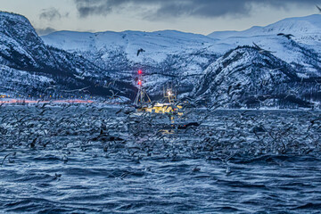 Fjord in verschneitem Norwegen mit M&ouml;wen, Orcas und kleinem Fischerboot