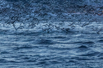 Fjord in verschneitem Norwegen mit M&ouml;wen und Orcas beim Fischfang