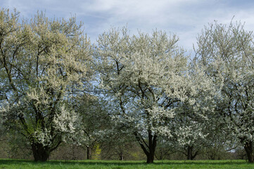 Bl&uuml;hende Obstb&auml;ume