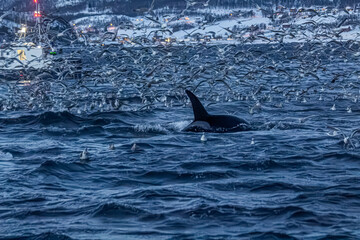 Fjord in verschneitem Norwegen mit M&ouml;wen und Orcas beim Fischfang