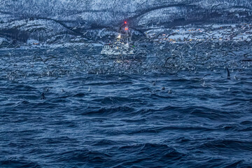 Fjord in verschneitem Norwegen mit Möwen, Orcas und kleinem Fischerboot © Noah
