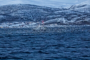 Fjord in verschneitem Norwegen mit M&ouml;wen, Orcas und kleinem Fischerboot