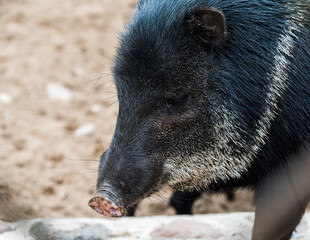 Collared Peccary Pecari tajacu close portrait