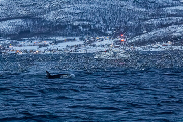 Fjord in verschneitem Norwegen mit M&ouml;wen, Orcas und kleinem Fischerboot