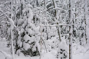 Snow-Covered Evergreens in a Winter Forest