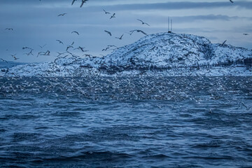 Fjord in verschneitem Norwegen mit Möwen und Orcas beim Fischfang © Noah
