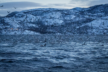 Orcafamilie im Fjord von Norwegen mit verschneiter Landschaft und Bergen
