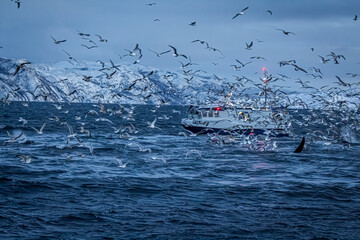 Fjord in verschneitem Norwegen mit M&ouml;wen, Orcas und kleinem Fischerboot
