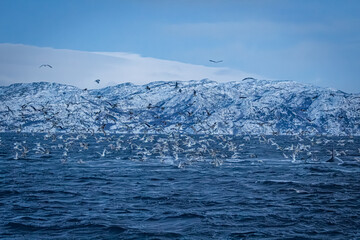 Fjord in verschneitem Norwegen mit M&ouml;wen und Orcas beim Fischfang