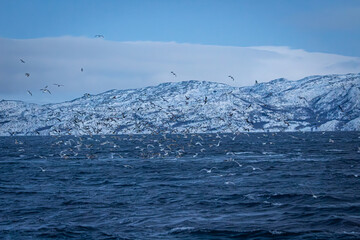 Fjord in verschneitem Norwegen mit M&ouml;wen und Orcas beim Fischfang