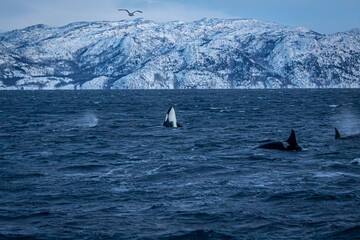 Orcafamilie im Fjord von Norwegen mit verschneiter Landschaft und Bergen

