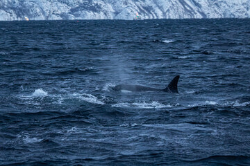 Orcafamilie im Fjord von Norwegen mit verschneiter Landschaft und Bergen
