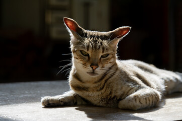 Getigerte Katze genie&szlig;t die Sonne