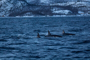 Orcafamilie im Fjord von Norwegen mit verschneiter Landschaft und Bergen
