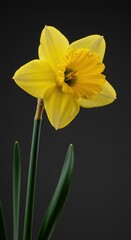 Fototapeta premium A vibrant yellow daffodil bloom stands brightly isolated against a clean background, symbolizing hope and the joyful arrival of the spring season ,white background ,fresh ,nobody