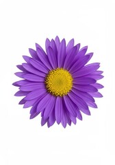 A vivid purple aster bloom, showcasing intricate petals and bright yellow center, isolated against a pure, clean white background ,studio ,cutout ,natural