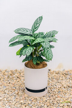 クテナンテセトサの鉢植え　観葉植物　常緑多年草