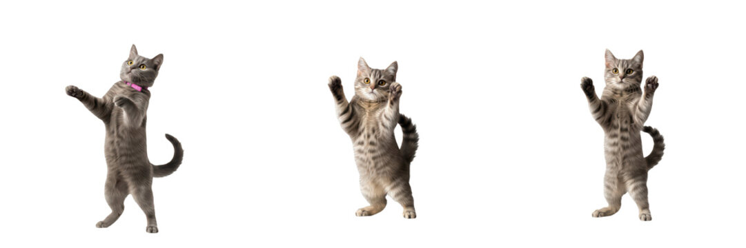 Set of Grey Tabby Cats Standing on Hind Legs with Front Paws Raised in Various Poses Isolated on White Background Oil Paint PNG